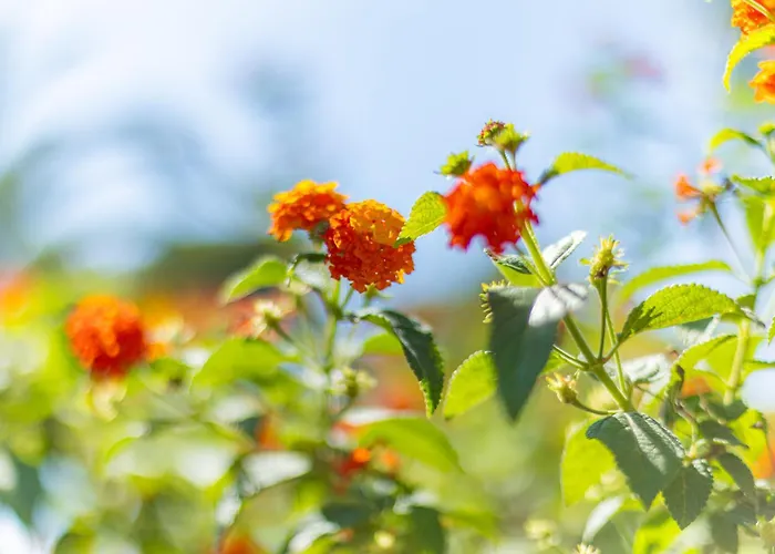 Résidence Antinéa 4*